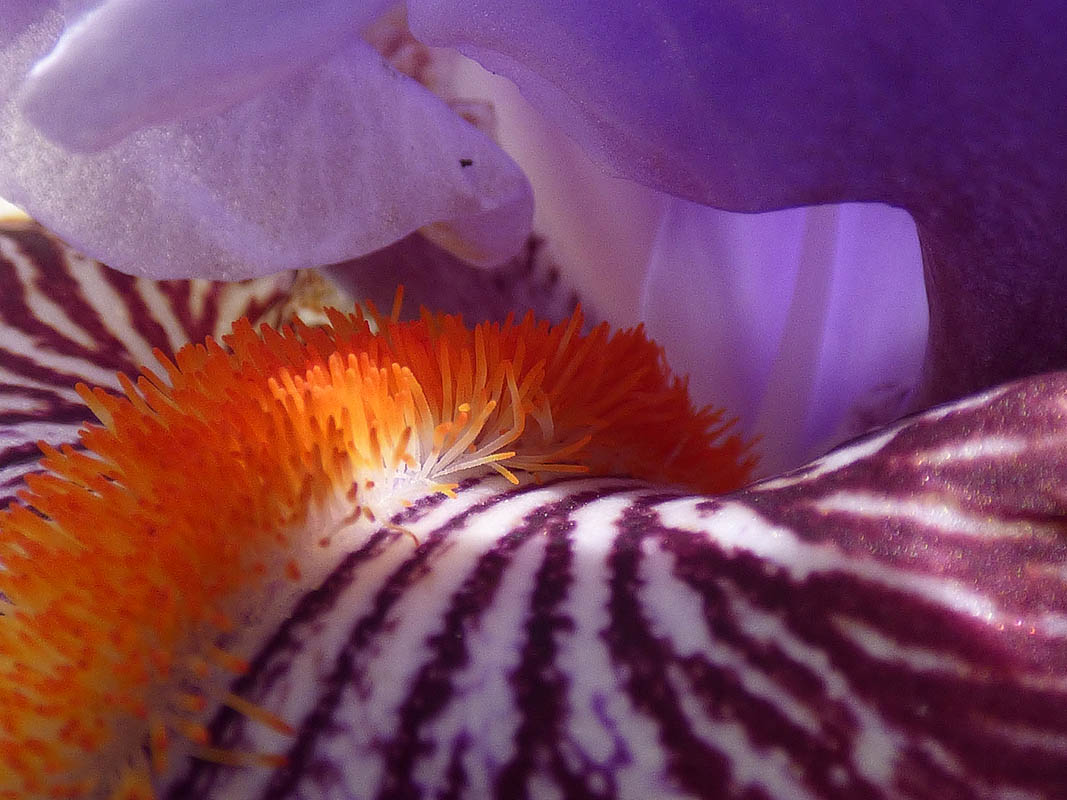 Féérie végétanimale